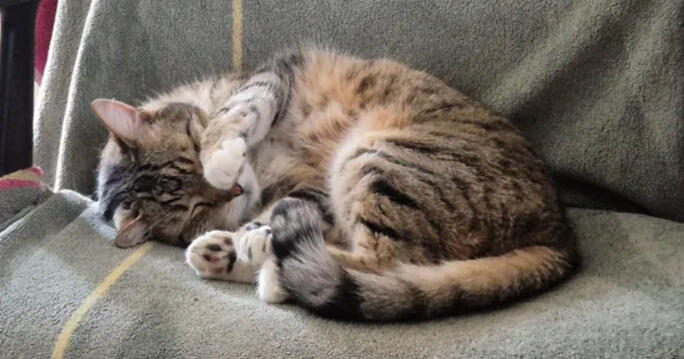A zoomed-in photograph of Ursula the brown tabby cat. She has minimal white markings on har paws and face, and is curled up sleeping on her side with one of her paws resting over her face. She is laying on a green towel draped over an office chair.